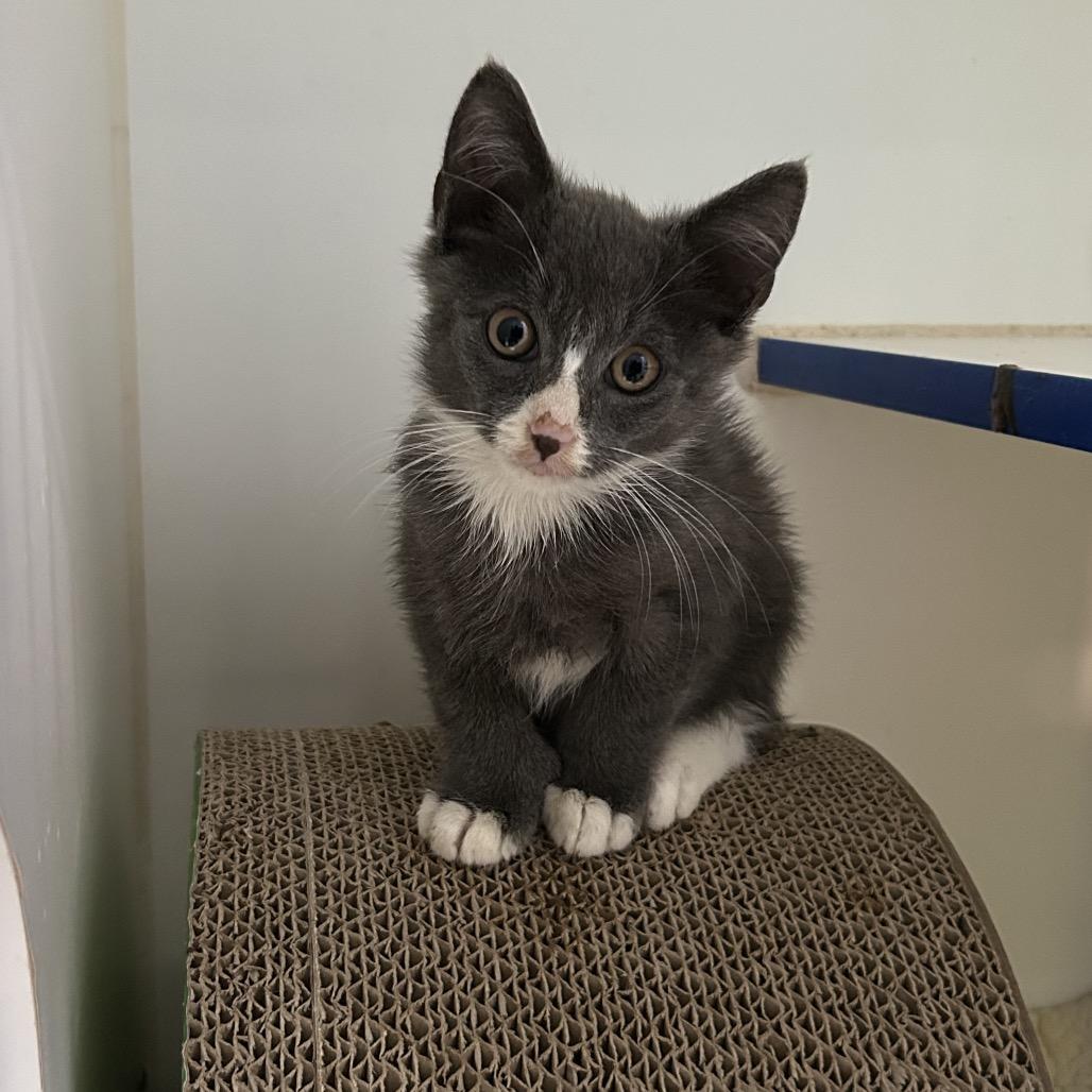 Zucchini, Adoptable, Kitten Male Domestic Short Hair.