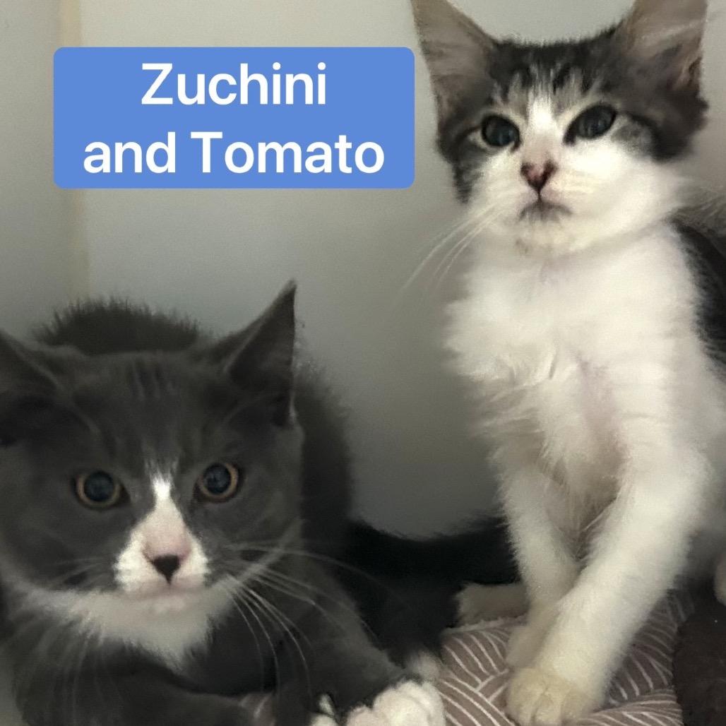 Enlarge Zucchini, a Adoptable Domestic Short Hair in Oyster Bay, NY image 2/3