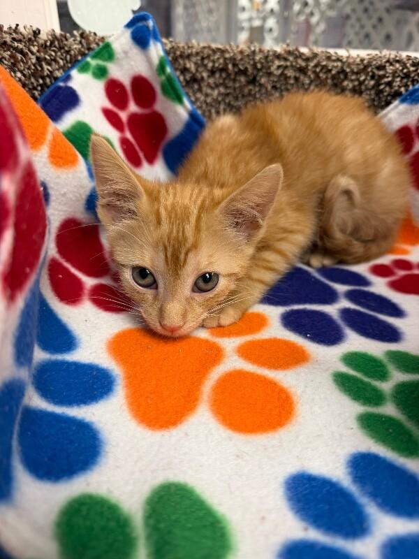 Lyra, Adoptable, Kitten Female American Shorthair.