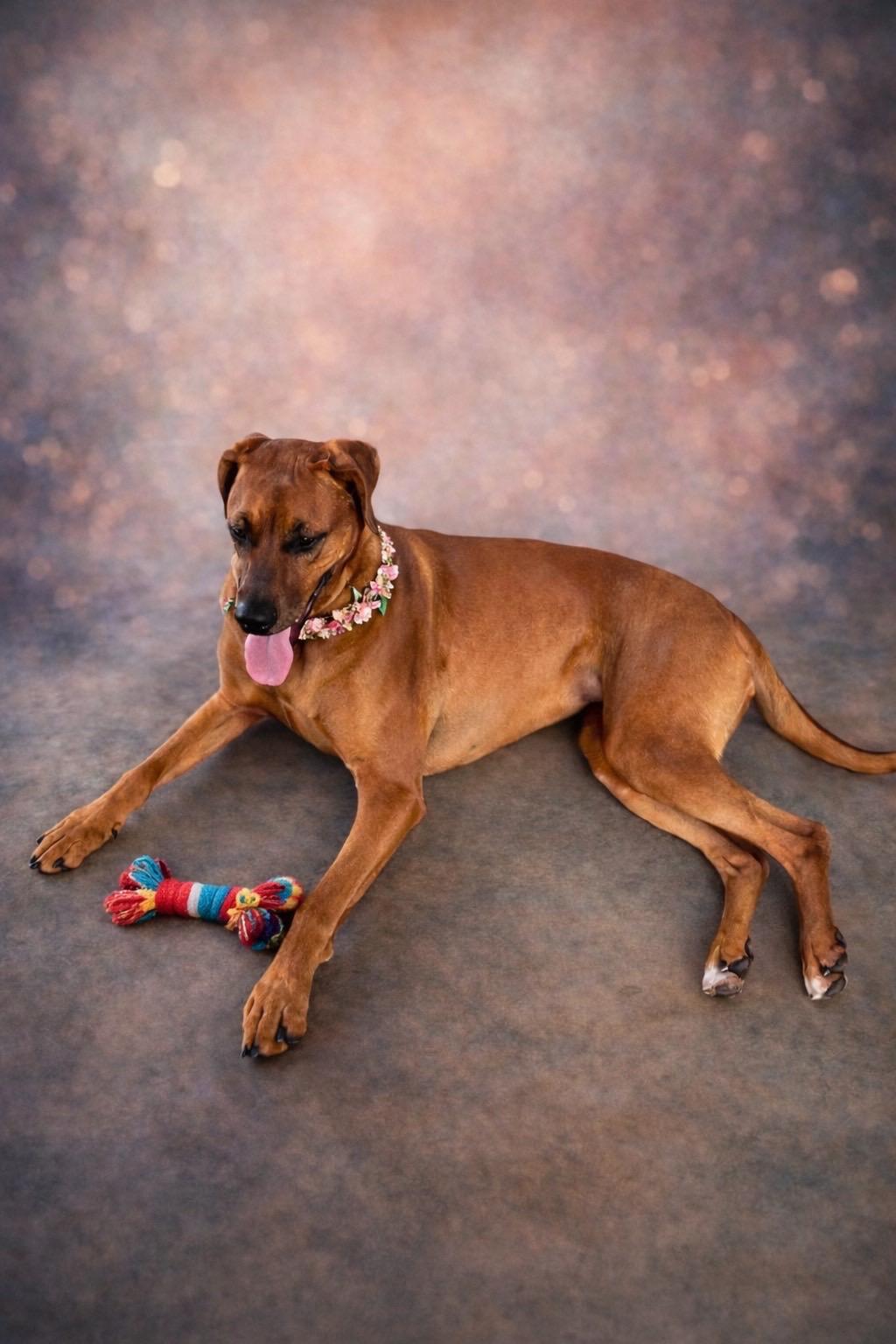 Enlarge Nebula, a ADOPTABLE mixed breed in Murrieta, CA image 2/2