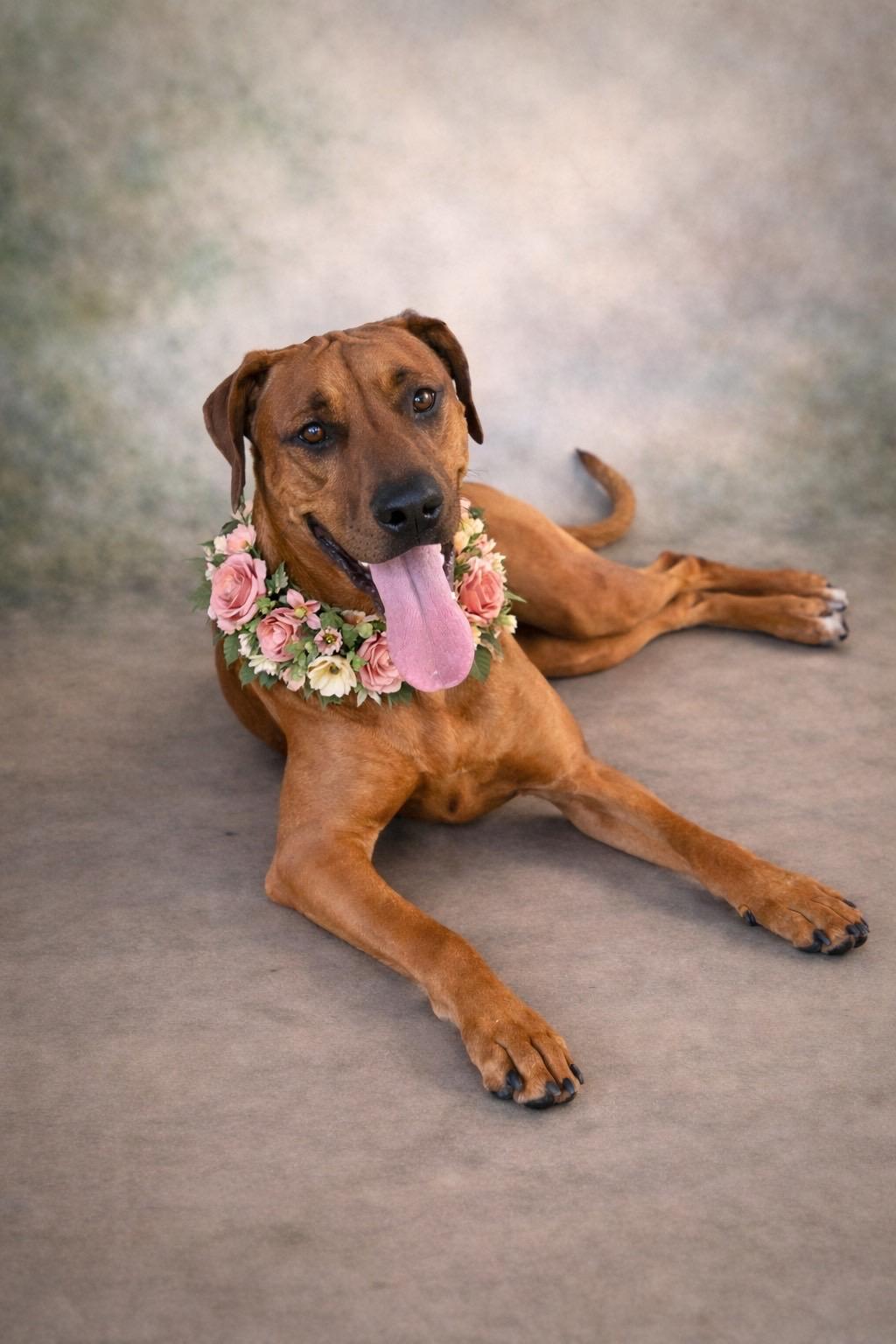 Nebula, ADOPTABLE, Young Female Vizsla.