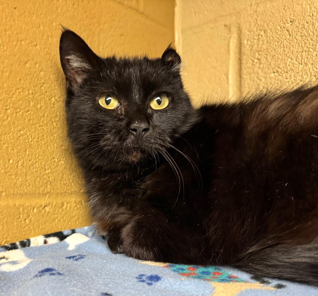 Albany, a Adoptable mixed breed in Cincinnati, OH image 1/6