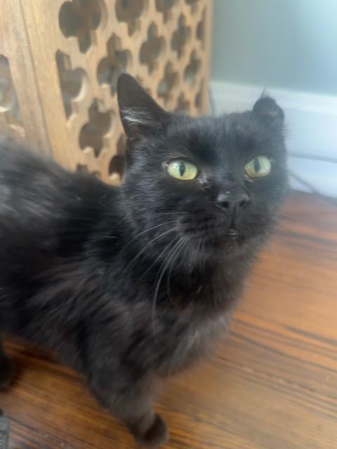 Albany, Adoptable, Young Female Domestic Short Hair.