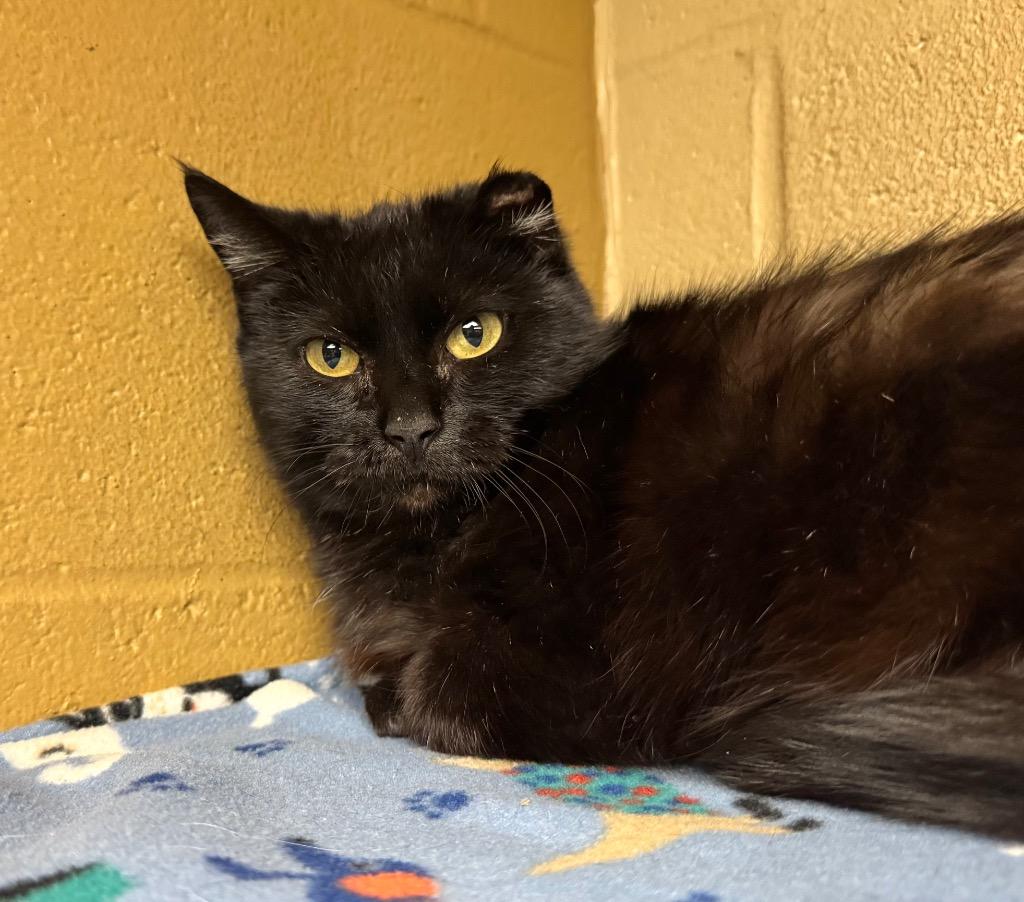 Albany, a Adoptable mixed breed in Cincinnati, OH image 2/6