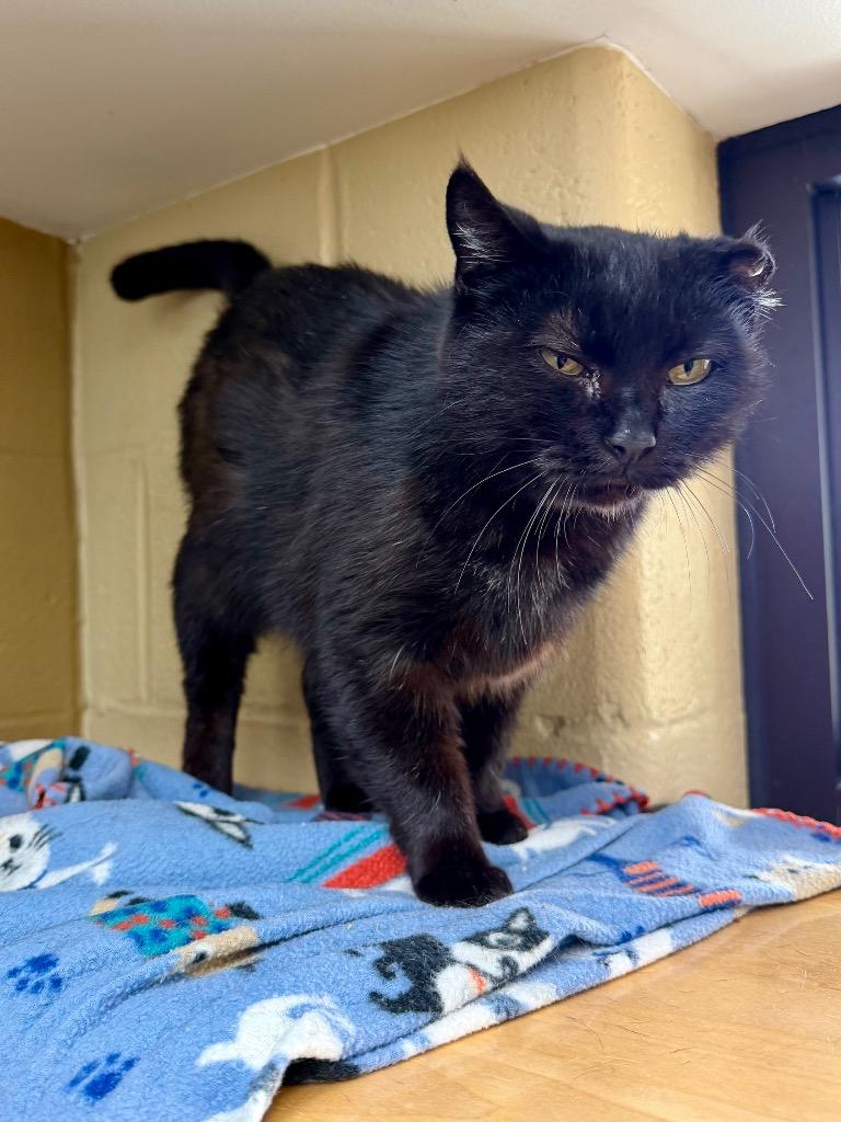 Albany, a Adoptable mixed breed in Cincinnati, OH image 3/6