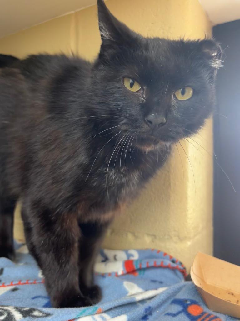 Albany, a Adoptable mixed breed in Cincinnati, OH image 4/6