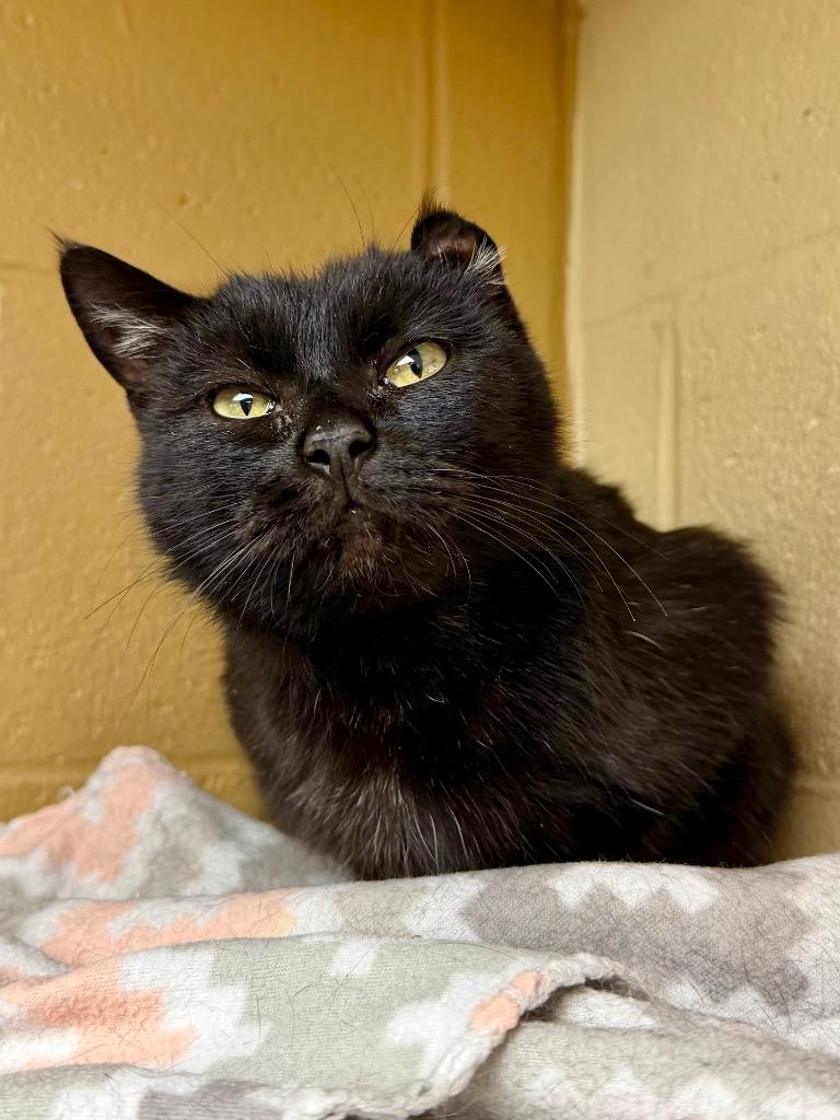 Albany, a Adoptable mixed breed in Cincinnati, OH image 5/6