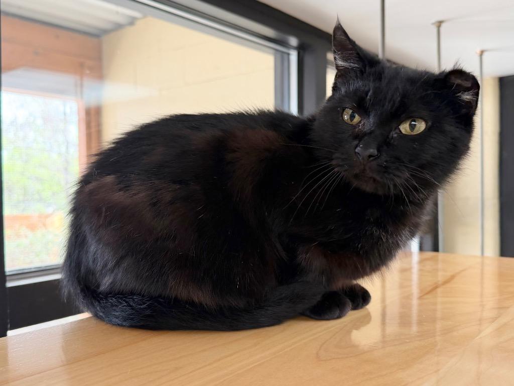 Albany, a Adoptable mixed breed in Cincinnati, OH image 6/6