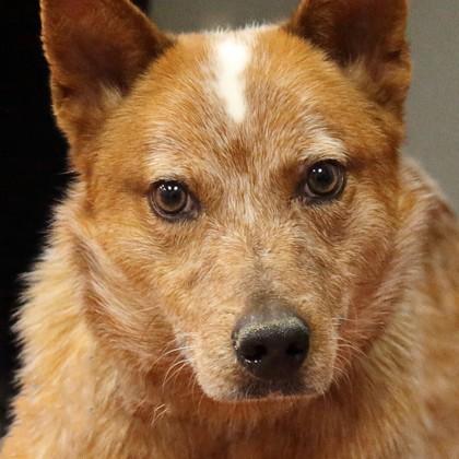 Rocky — thumbnail 2