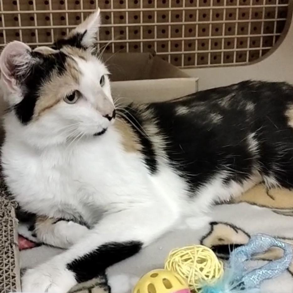 Samoa, a Adoptable Domestic Short Hair in Layton, UT image 1/6