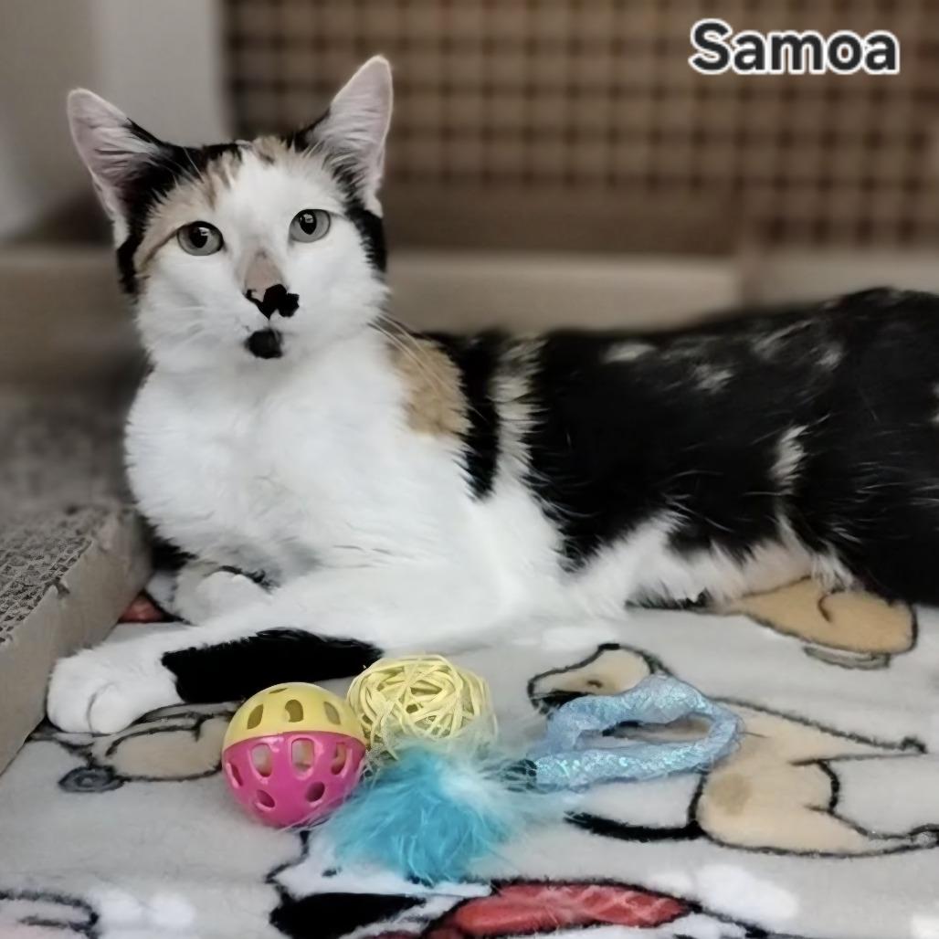 Samoa, a Adoptable Domestic Short Hair in Layton, UT image 2/6