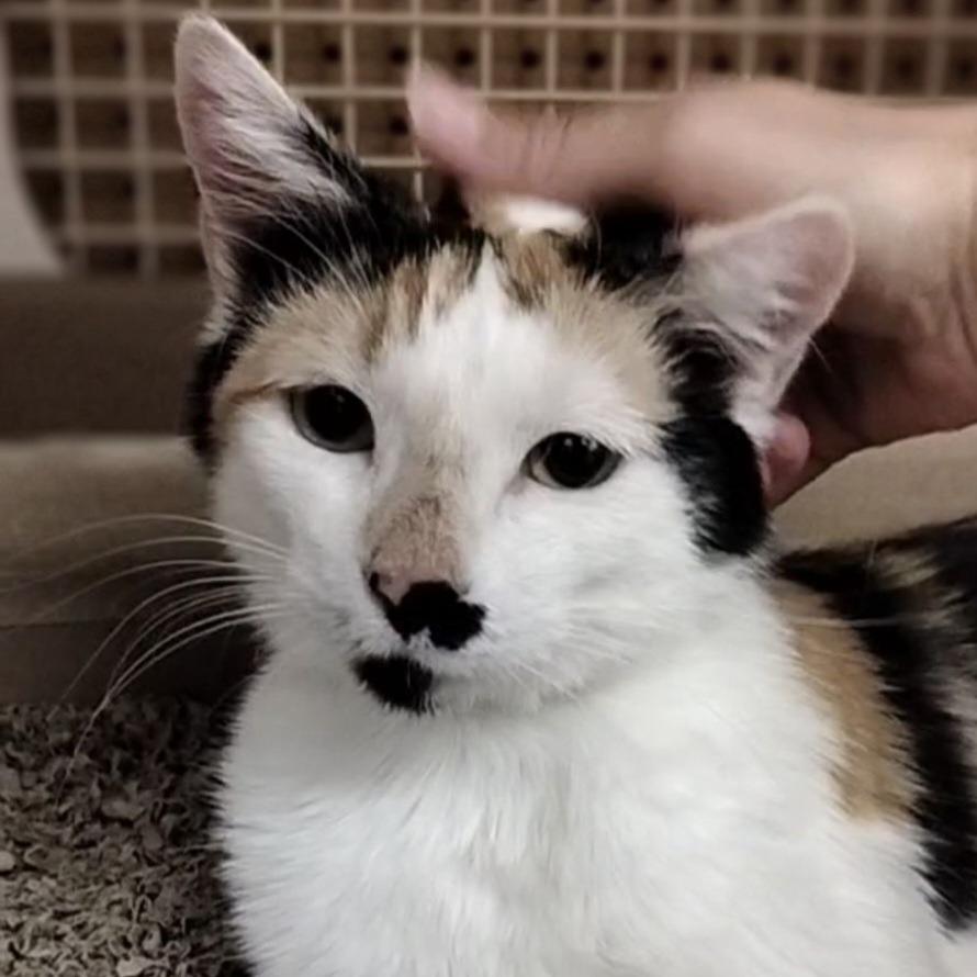 Samoa, a Adoptable Domestic Short Hair in Layton, UT image 3/6