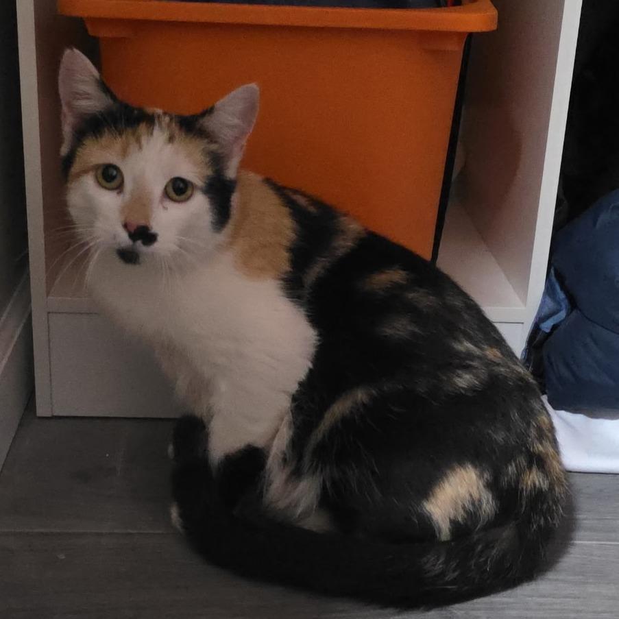 Samoa, a Adoptable Domestic Short Hair in Layton, UT image 4/6
