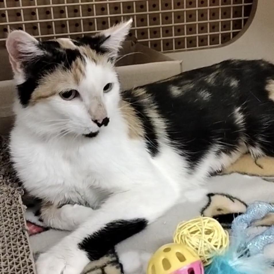 Samoa, a Adoptable Domestic Short Hair in Layton, UT image 5/6