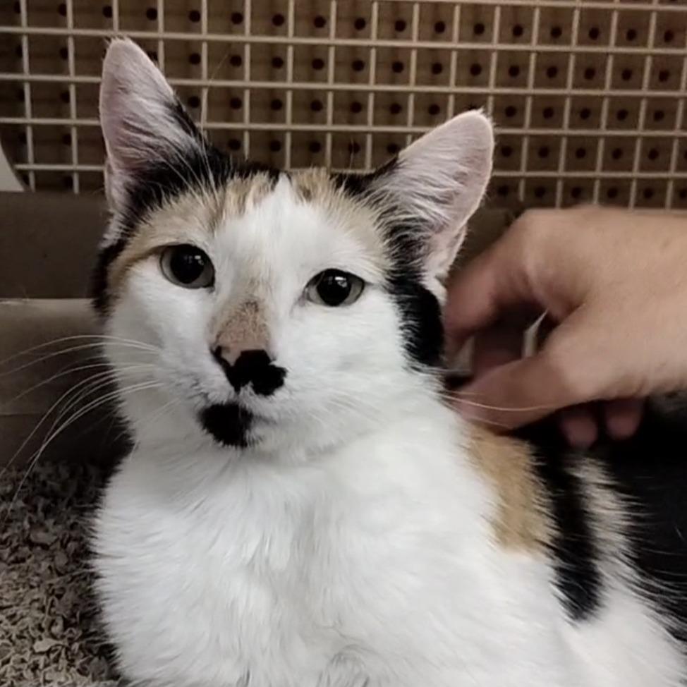 Samoa, a Adoptable Domestic Short Hair in Layton, UT image 6/6
