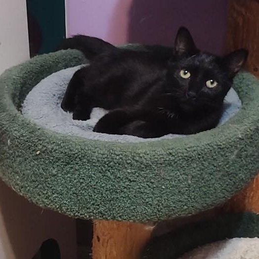 Enlarge Scrappy and Mimi , a ADOPTABLE Domestic Short Hair in Huntington, MA image 5/6
