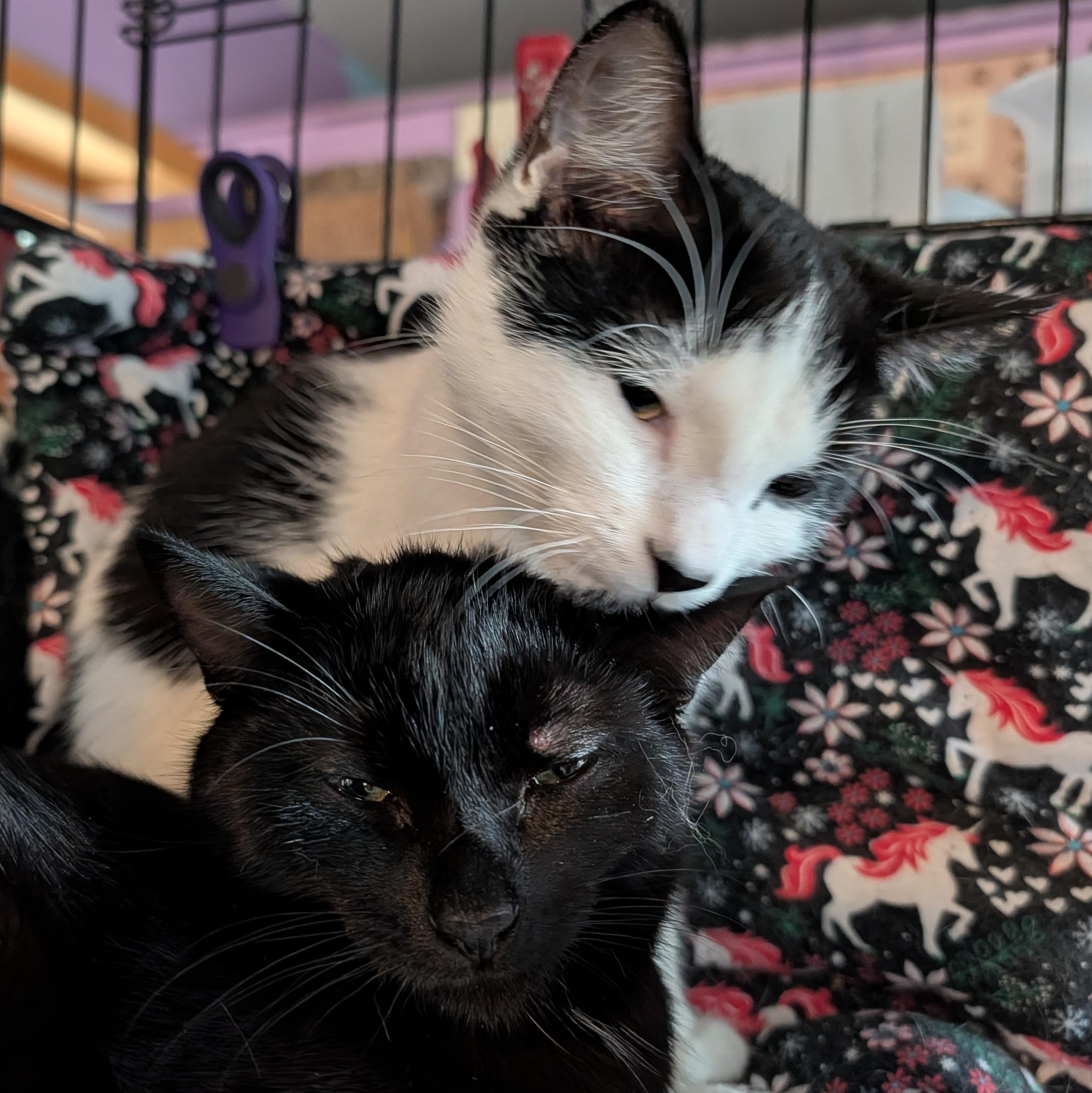 Enlarge Scrappy and Mimi , a ADOPTABLE Domestic Short Hair in Huntington, MA image 4/6