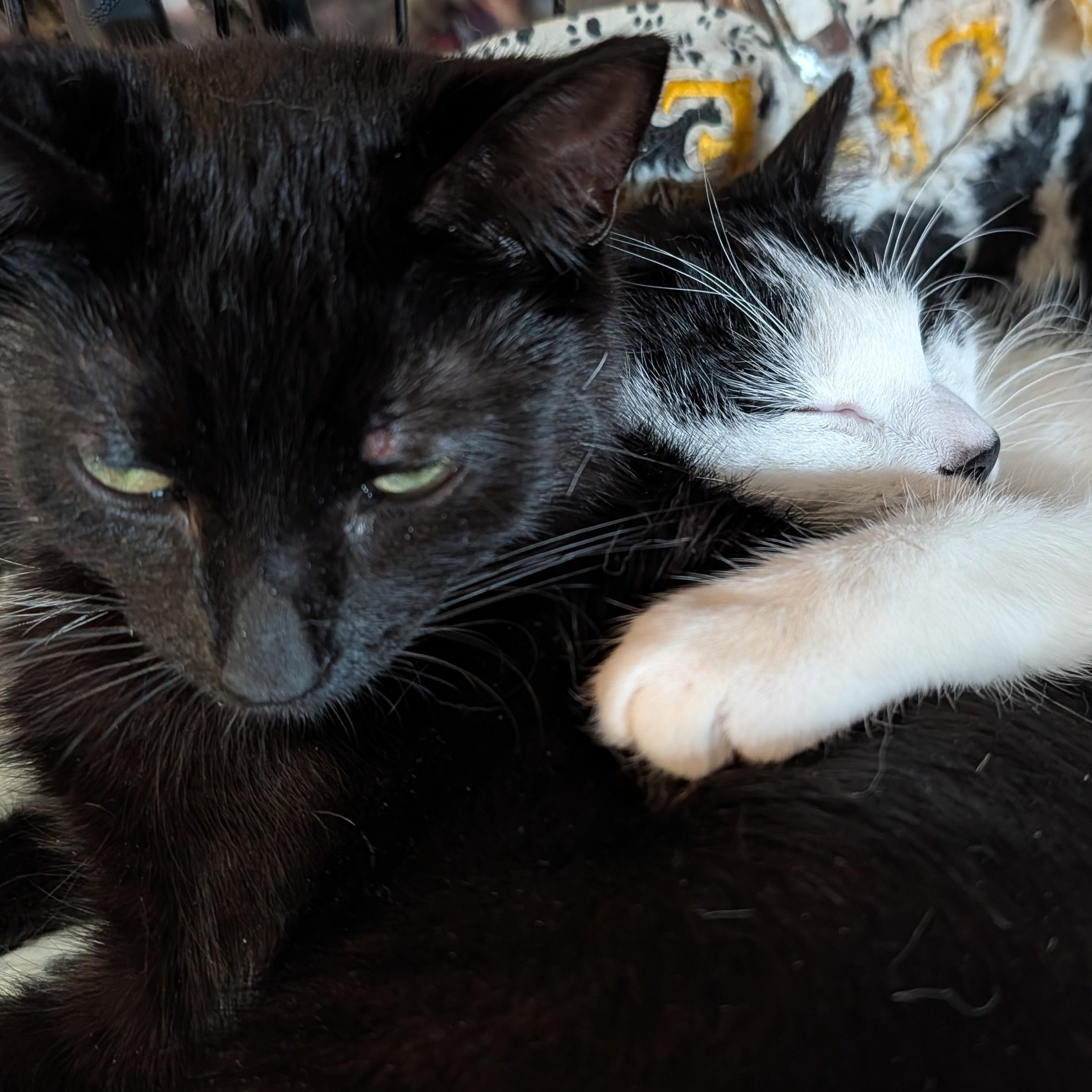 Scrappy and Mimi , ADOPTABLE, Young Male Domestic Short Hair.