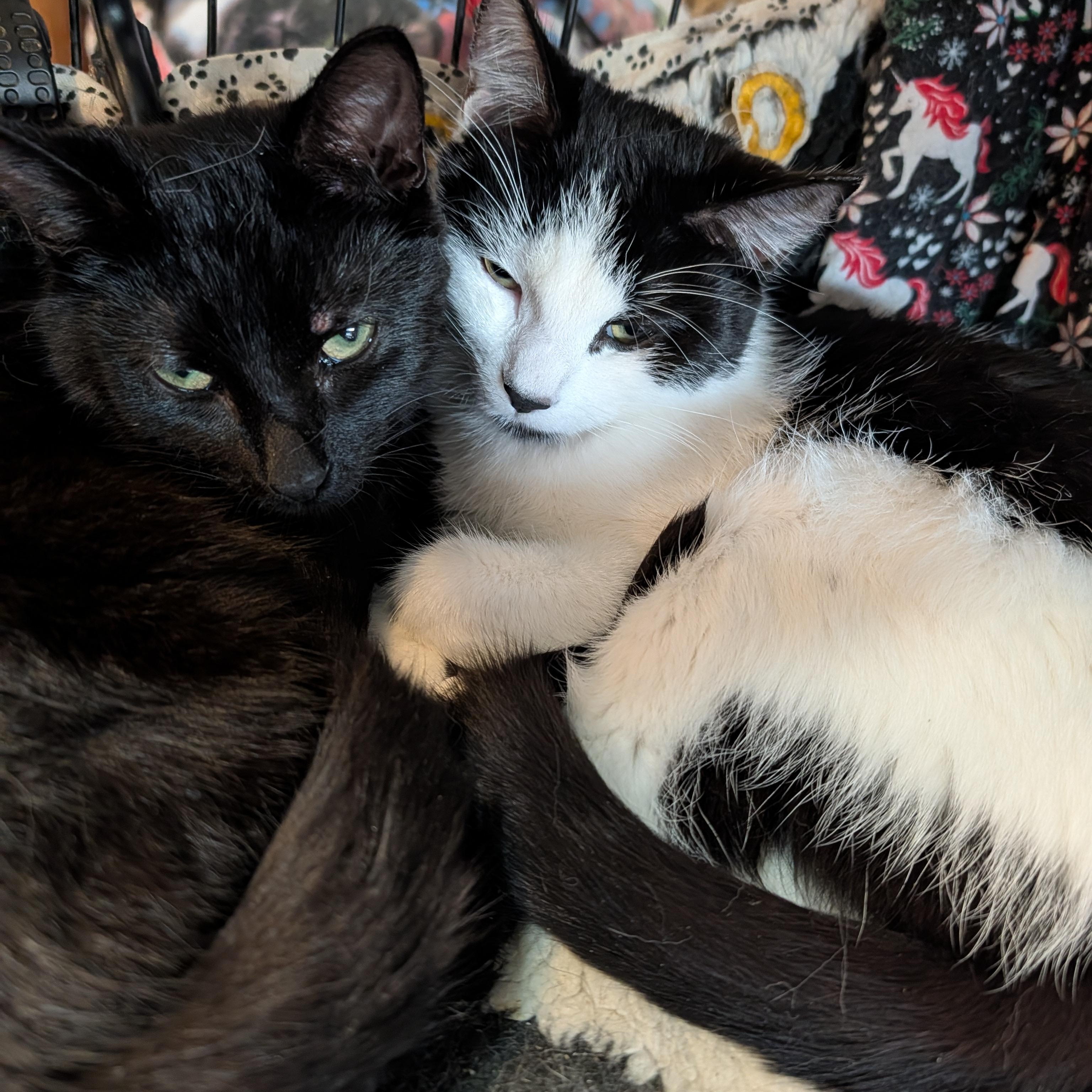 Enlarge Scrappy and Mimi , a ADOPTABLE Domestic Short Hair in Huntington, MA image 6/6