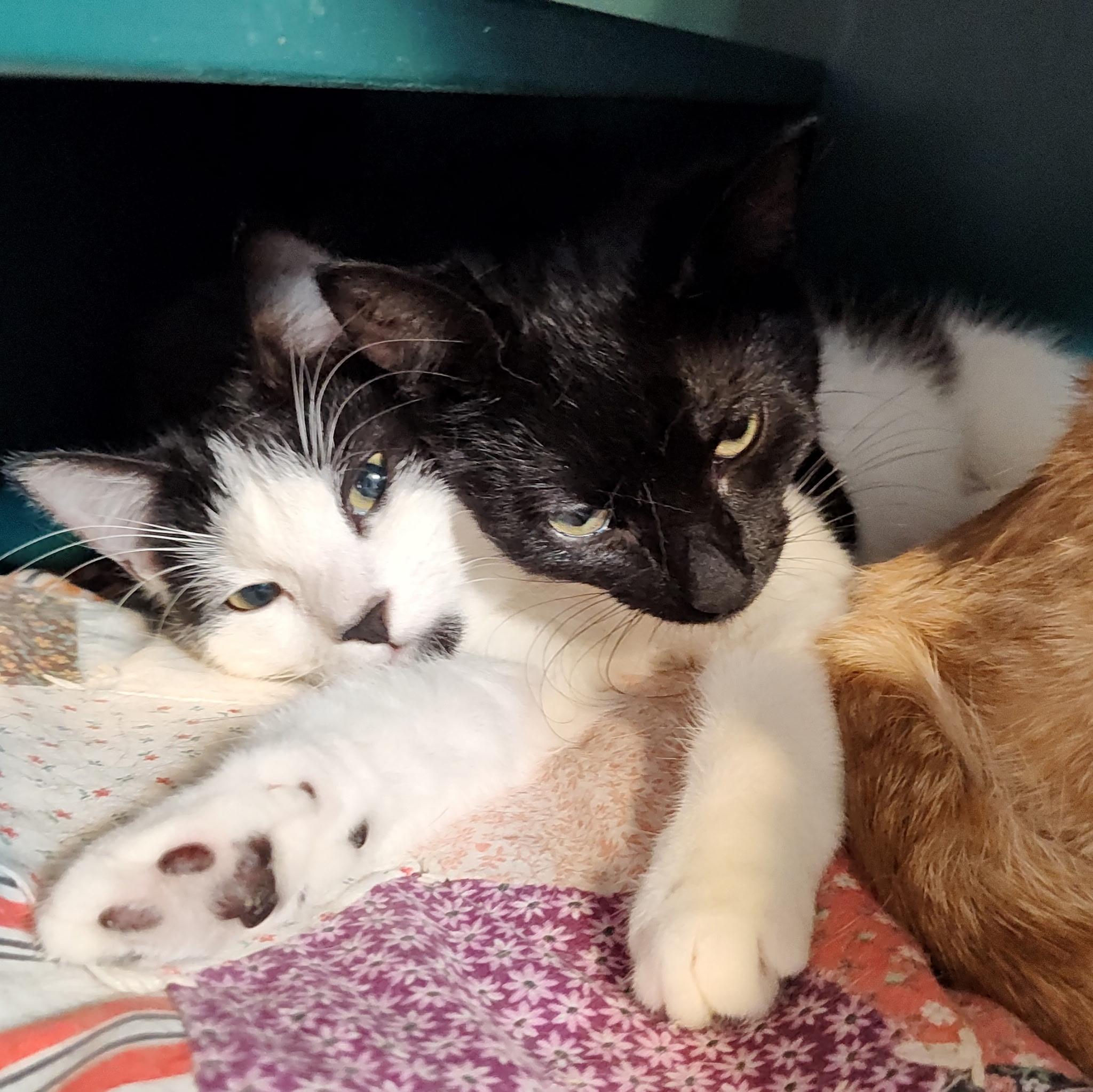 Scrappy and Mimi , ADOPTABLE, Young Male Domestic Short Hair.