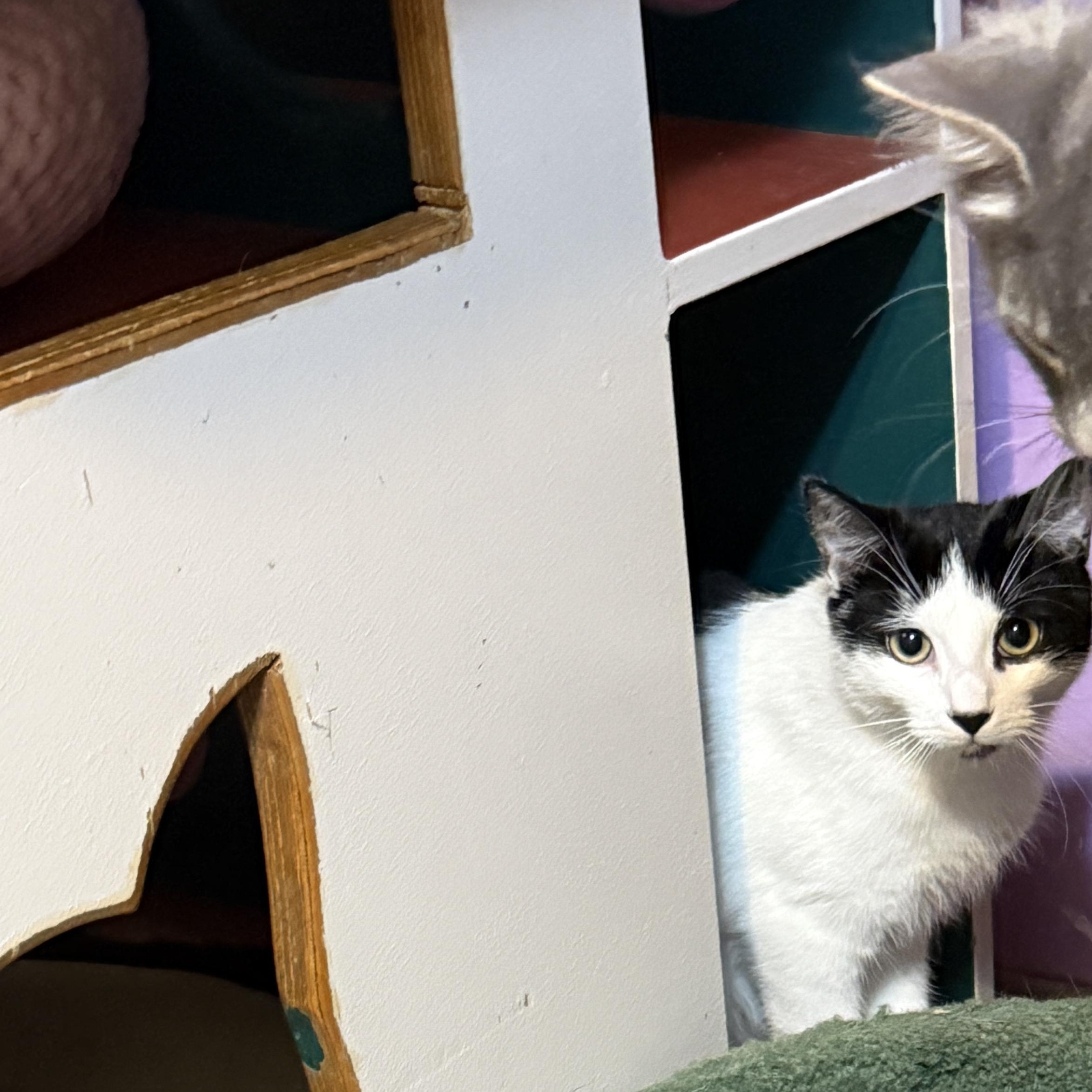 Enlarge Scrappy and Mimi , a ADOPTABLE Domestic Short Hair in Huntington, MA image 6/6