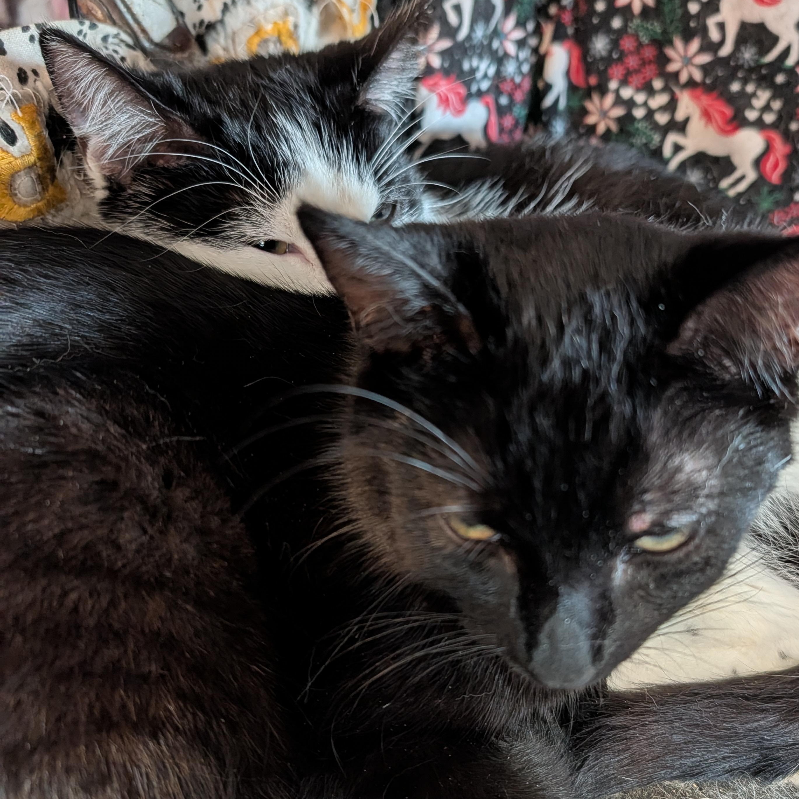 Enlarge Scrappy and Mimi , a ADOPTABLE Domestic Short Hair in Huntington, MA image 3/6