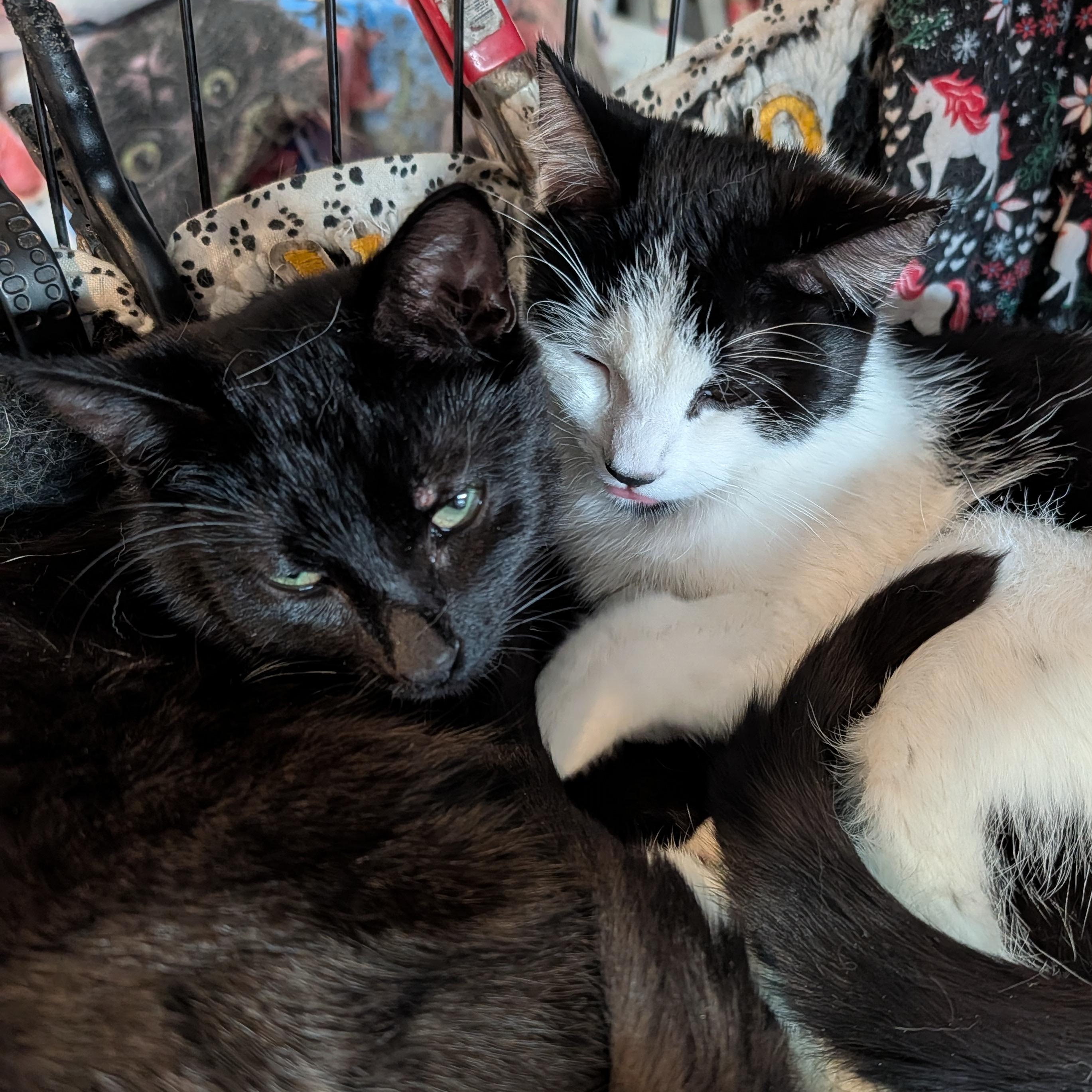 Enlarge Scrappy and Mimi , a ADOPTABLE Domestic Short Hair in Huntington, MA image 2/6