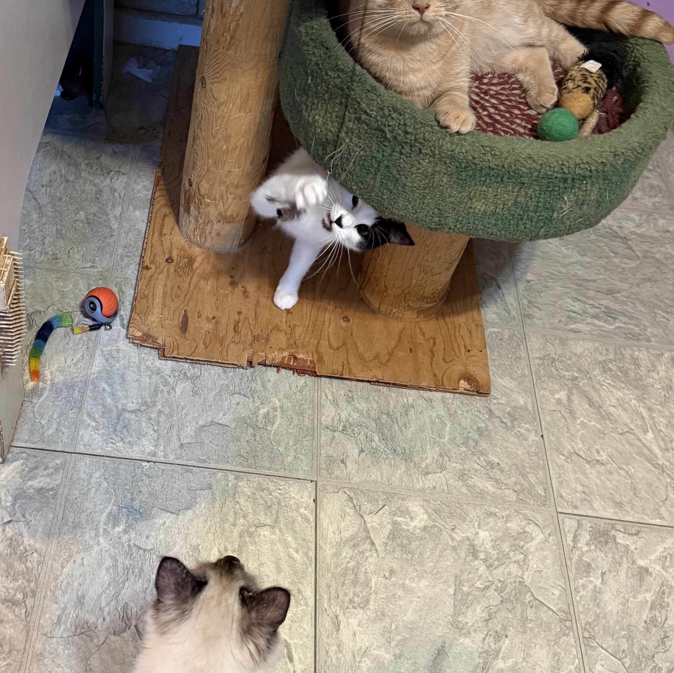 Enlarge Scrappy and Mimi , a Adoptable Domestic Short Hair in Huntington, MA image 5/6