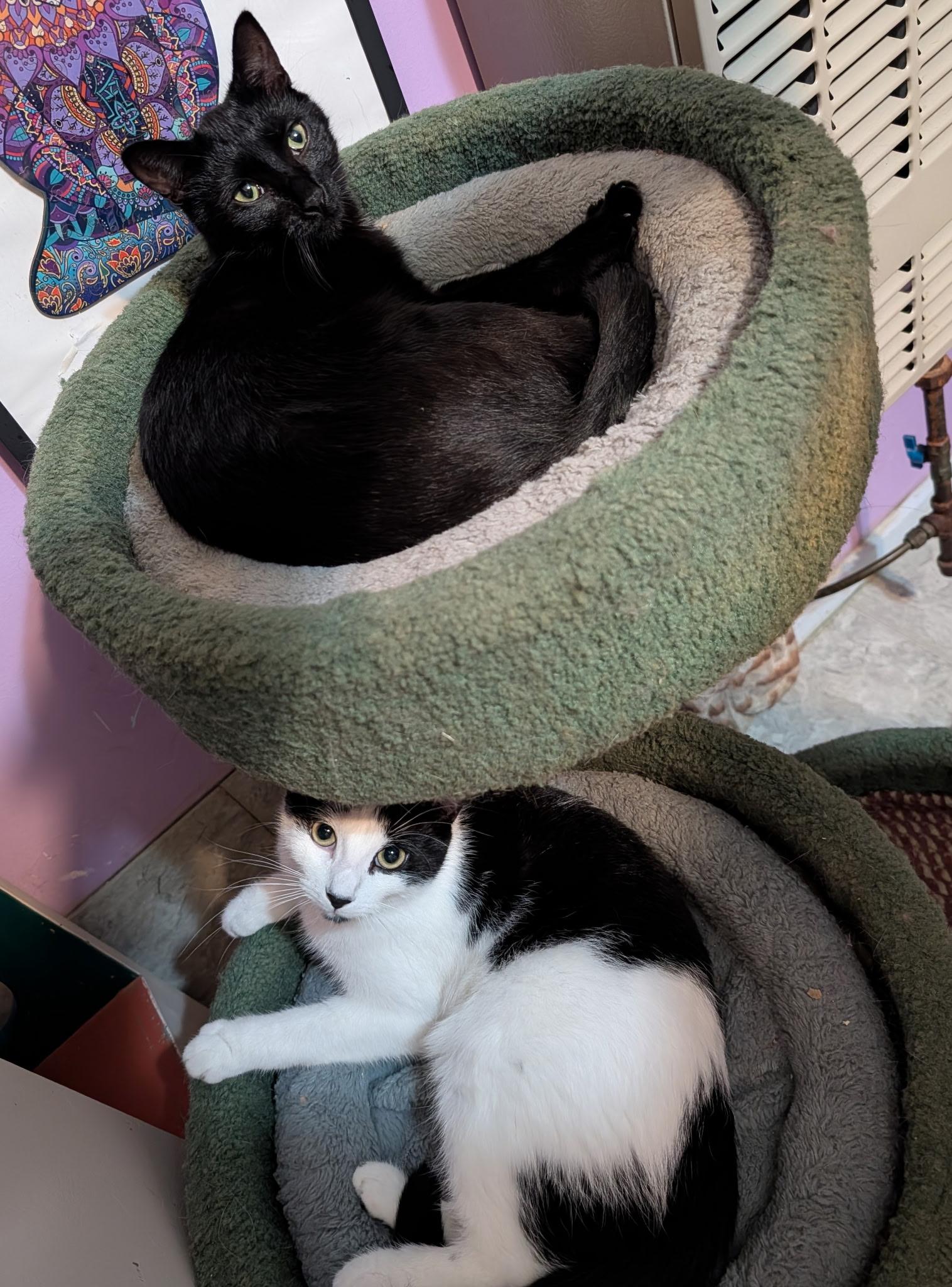 Enlarge Scrappy and Mimi , a Adoptable Domestic Short Hair in Huntington, MA image 6/6