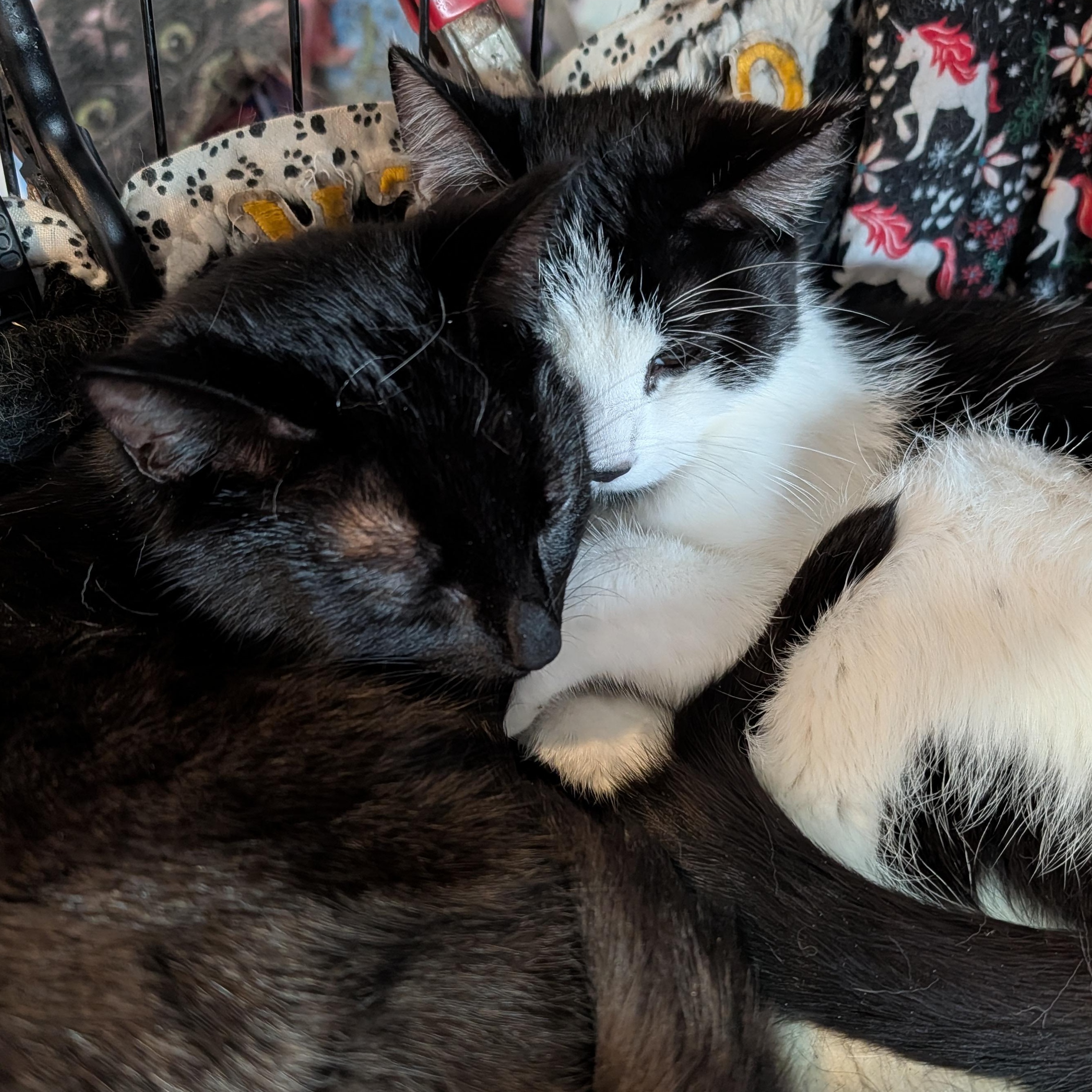 Enlarge Scrappy and Mimi , a ADOPTABLE Domestic Short Hair in Huntington, MA image 5/6