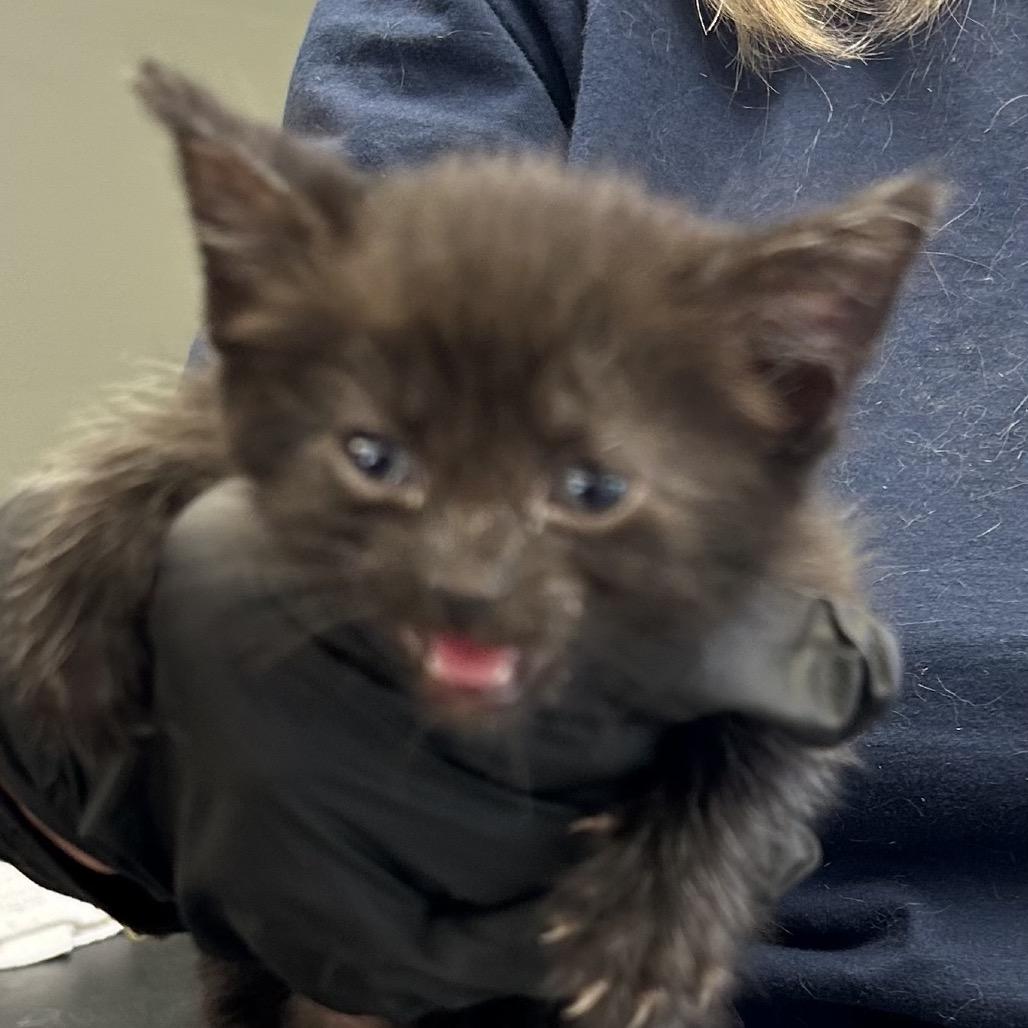 Winnie, Adoptable, Kitten Female Domestic Short Hair.