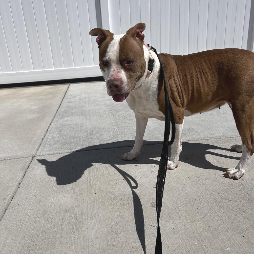 Rose, a Adoptable Pit Bull Terrier in Harrisonburg, VA image 1/5