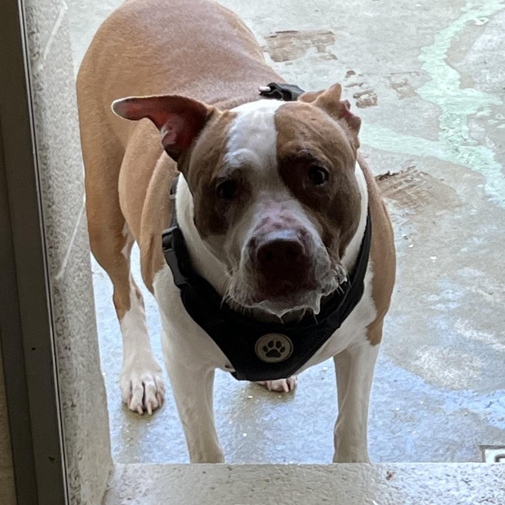 Rose, a Adoptable Pit Bull Terrier in Harrisonburg, VA image 2/5
