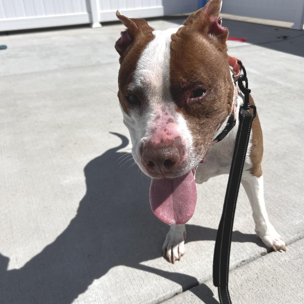 Rose, a Adoptable Pit Bull Terrier in Harrisonburg, VA image 3/5