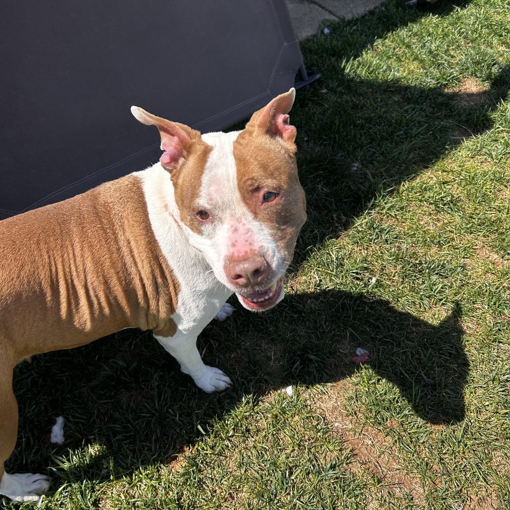 Rose, a Adoptable Pit Bull Terrier in Harrisonburg, VA image 4/5