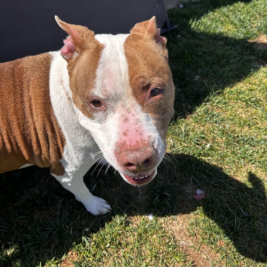 Rose, a Adoptable Pit Bull Terrier in Harrisonburg, VA image 5/5