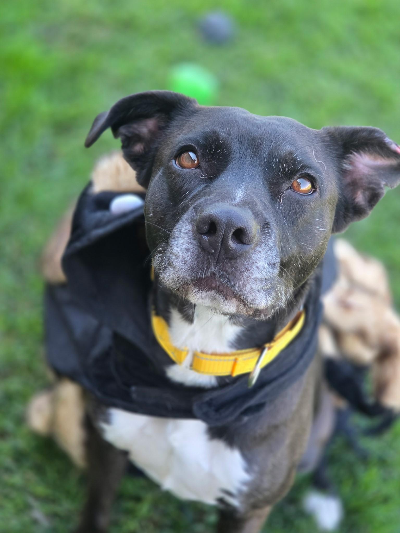 Enlarge Rose Marie, a Adoptable mixed breed in Manteca, CA image 2/2