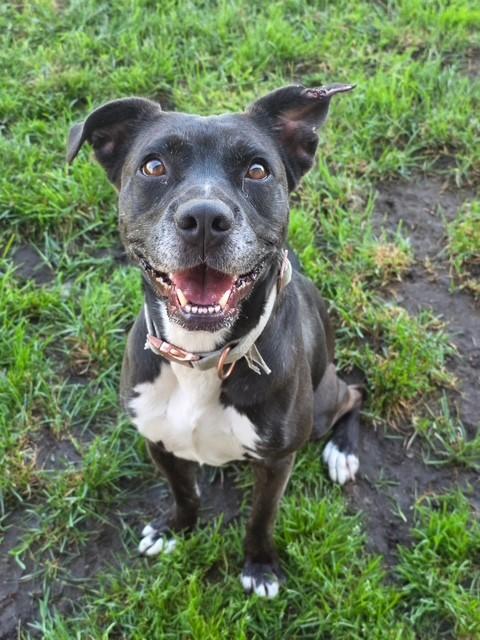 Enlarge Rose Marie, a Adoptable mixed breed in Manteca, CA image 1/2