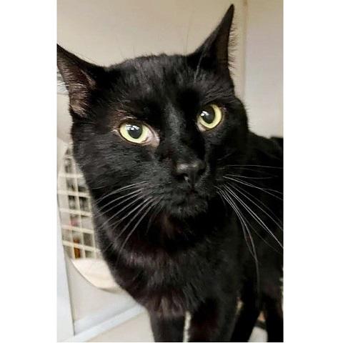 Johnny, an adoptable Domestic Short Hair in Salt Lake City, UT, 84109 | Photo Image 2