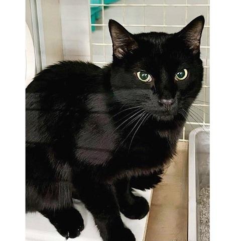 Johnny, an adoptable Domestic Short Hair in Salt Lake City, UT, 84109 | Photo Image 1