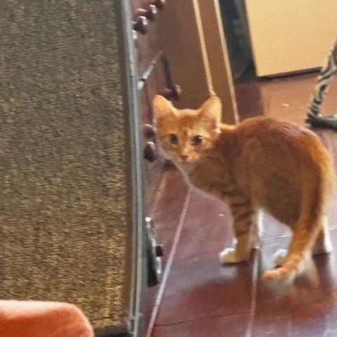 Biscotti, a Adoptable Domestic Short Hair in Long Beach, CA image 1/3