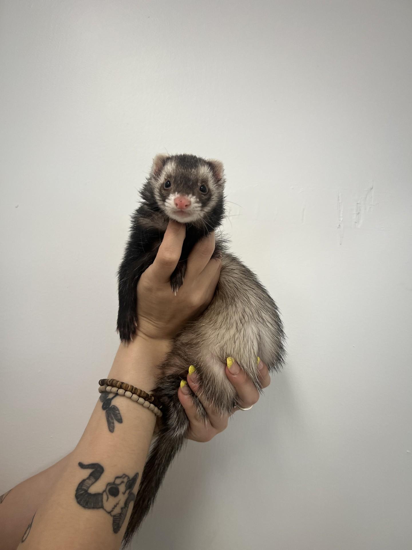 Bear, adopted, Adult Female Ferret.