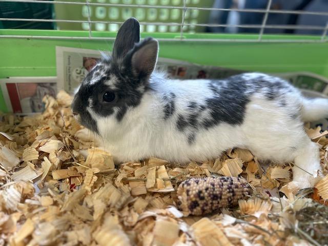 Bun-Bun, Adopted, Young Male Dutch.