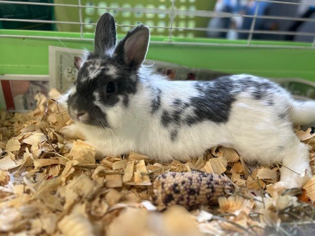 Enlarge Bun-Bun, a Adopted mixed breed in Bloomingdale, NJ image 2/3