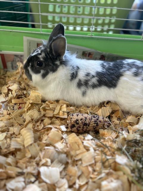 Enlarge Bun-Bun, a Adopted mixed breed in Bloomingdale, NJ image 3/3