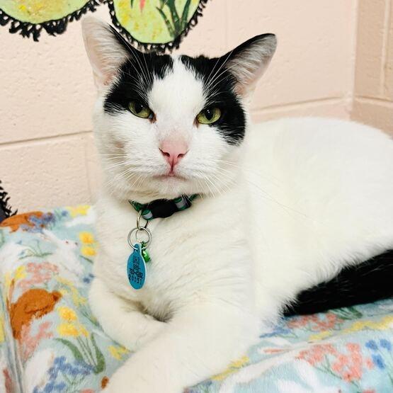 Stitch, Adoptable, Adult Male Domestic Short Hair.