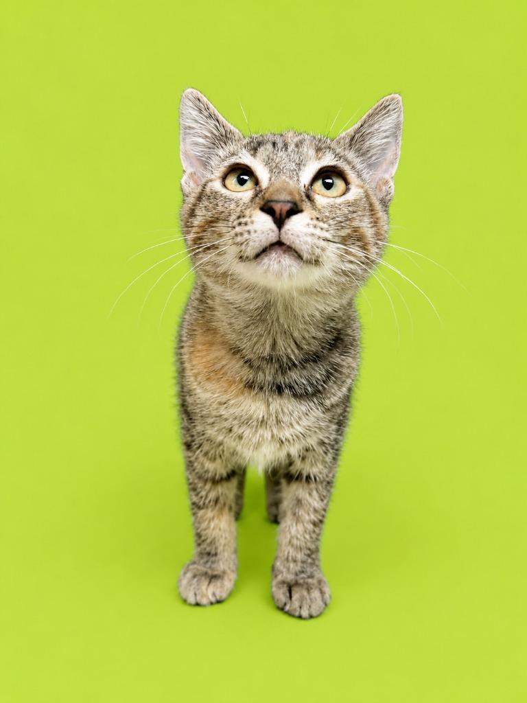 Auntie Tuna, Adoptable, Kitten Female Domestic Short Hair.