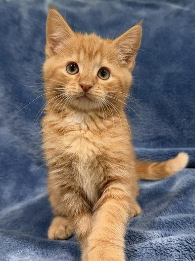 Gouda 26, Adoptable, Kitten Male Domestic Short Hair.