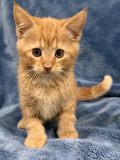 Enlarge Gouda 26, a Adopted Domestic Short Hair in Nashville, TN image 2/3