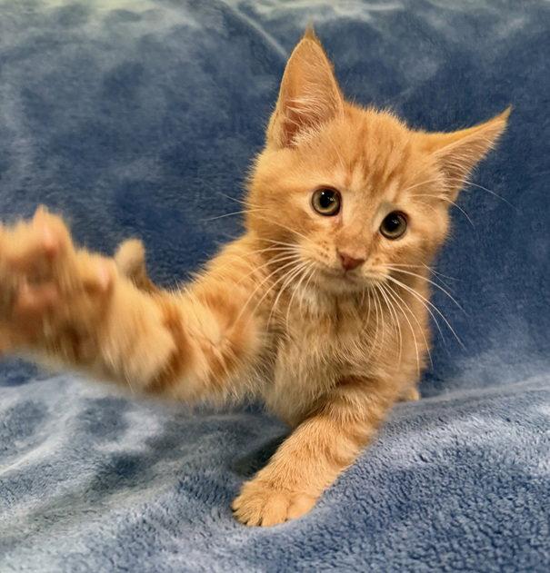 Enlarge Gouda 26, a Adopted Domestic Short Hair in Nashville, TN image 3/3